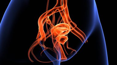 İnsan organı anatomisi 3D illüstrasyon