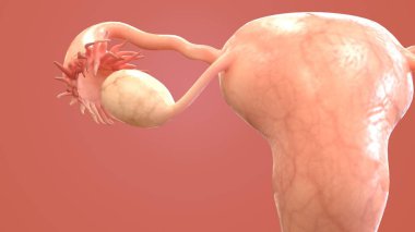 İnsan organı anatomisi 3D illüstrasyon