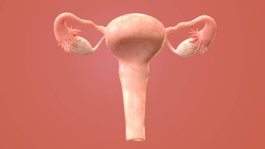 İnsan organı anatomisi 3D illüstrasyon