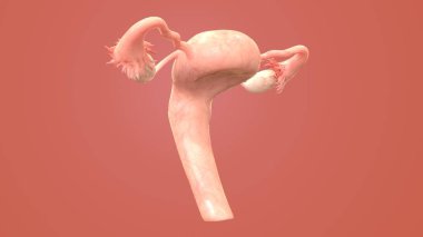 İnsan organı anatomisi 3D illüstrasyon