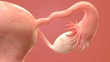 İnsan organı anatomisi 3D illüstrasyon