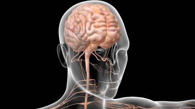 İnsan organı anatomisi 3D illüstrasyon