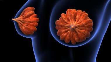 İnsan organı anatomisi 3D illüstrasyon