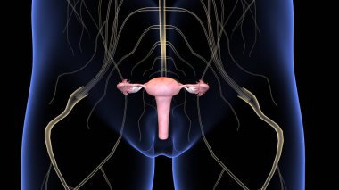 İnsan organı anatomisi 3D illüstrasyon