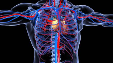 İnsan organı anatomisi 3D illüstrasyon