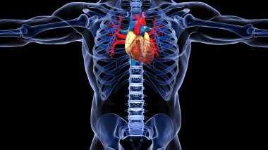 İnsan organı anatomisi 3D illüstrasyon