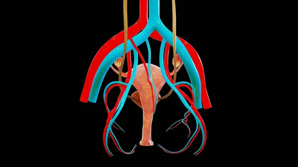 Sistema Órganos Humanos Anatomía Ilustración —  Fotos de Stock