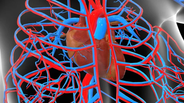 human organ system anatomy 3d illustration