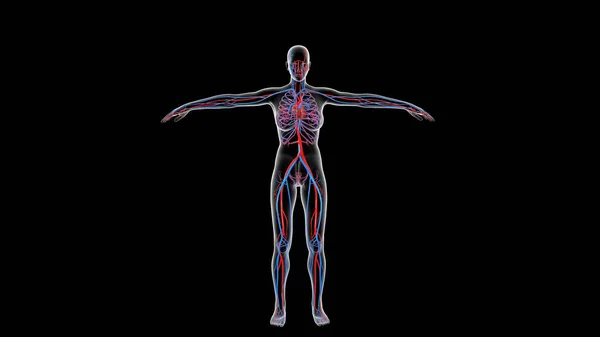 Анатомія Людського Органу Ілюстрація — стокове фото