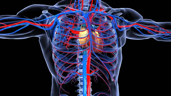 Nsan Organı Anatomisi Illüstrasyon — Stok fotoğraf