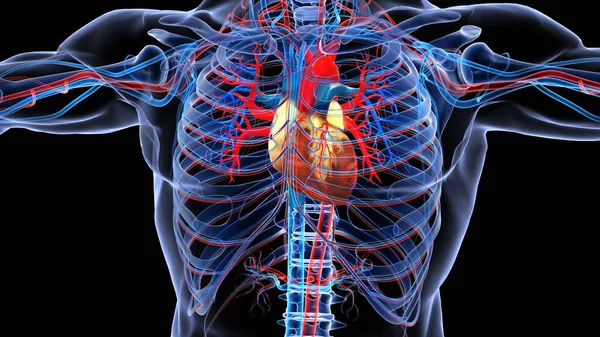 Nsan Organı Anatomisi Illüstrasyon — Stok fotoğraf