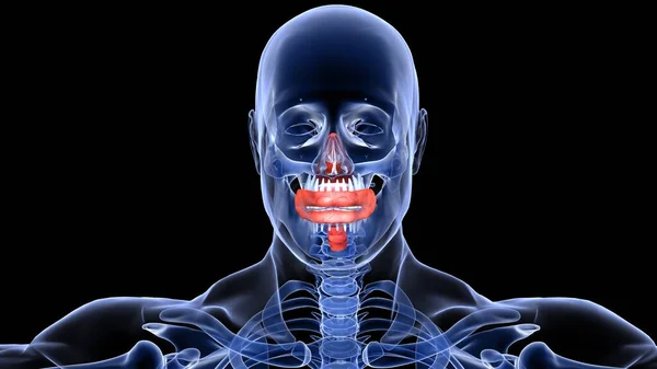 ヒトの臓器系の解剖学3Dイラスト — ストック写真