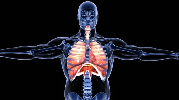 Nsan Organı Anatomisi Illüstrasyon — Stok fotoğraf