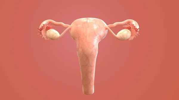 ヒトの臓器系の解剖学3Dイラスト ロイヤリティフリーのストック写真