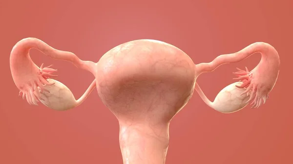 ヒトの臓器系の解剖学3Dイラスト ロイヤリティフリーのストック画像