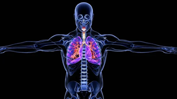 Анатомія Людського Органу Ілюстрація Ліцензійні Стокові Зображення
