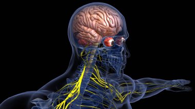 İnsan organı anatomisi 3D illüstrasyon
