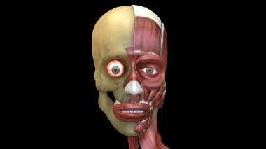 İnsan organı anatomisi 3D illüstrasyon