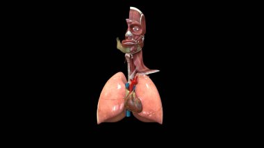 İnsan organı anatomisi 3D illüstrasyon