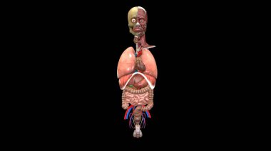 İnsan organı anatomisi 3D illüstrasyon
