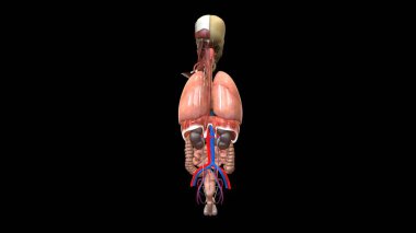İnsan organı anatomisi 3D illüstrasyon
