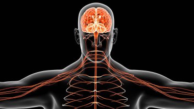 İnsan organı anatomisi 3D illüstrasyon