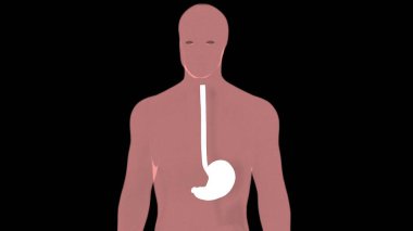 İnsan organı anatomisi 3D illüstrasyon