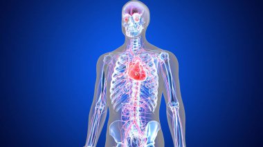 İnsan organı anatomisi 3D illüstrasyon