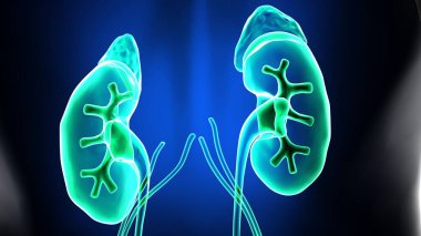 İnsan organı anatomisi 3D illüstrasyon