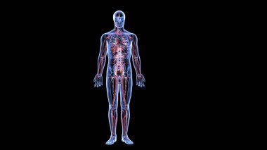 İnsan organı anatomisi 3D illüstrasyon