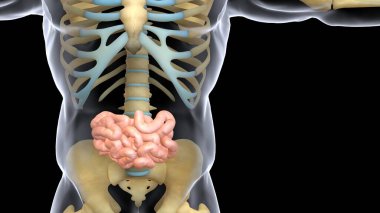 İnsan organı anatomisi 3D illüstrasyon