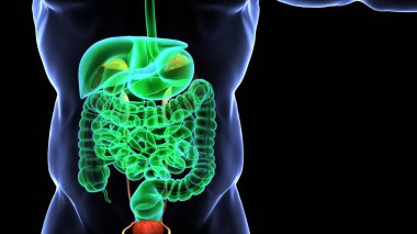 İnsan organı anatomisi 3D illüstrasyon
