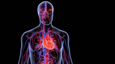 İnsan organı anatomisi 3D illüstrasyon