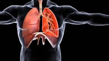 İnsan organı anatomisi 3D illüstrasyon
