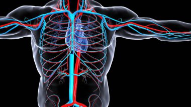 İnsan organı anatomisi 3D illüstrasyon