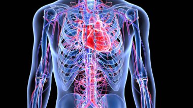 İnsan organı anatomisi 3D illüstrasyon