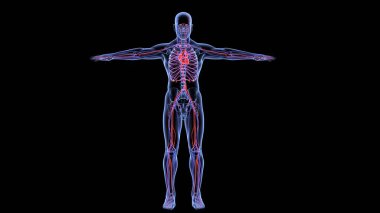 İnsan organı anatomisi 3D illüstrasyon