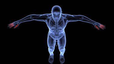 İnsan organı anatomisi 3D illüstrasyon
