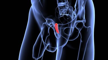 İnsan organı anatomisi 3D illüstrasyon