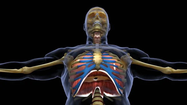 Anatomia Narządów Ludzkich Ilustracja — Zdjęcie stockowe