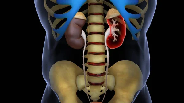 Anatomie Lidského Orgánového Systému Ilustrace — Stock fotografie