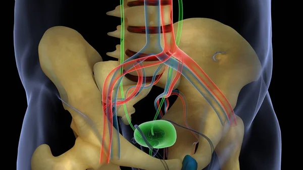 Nsan Organı Anatomisi Illüstrasyon — Stok fotoğraf