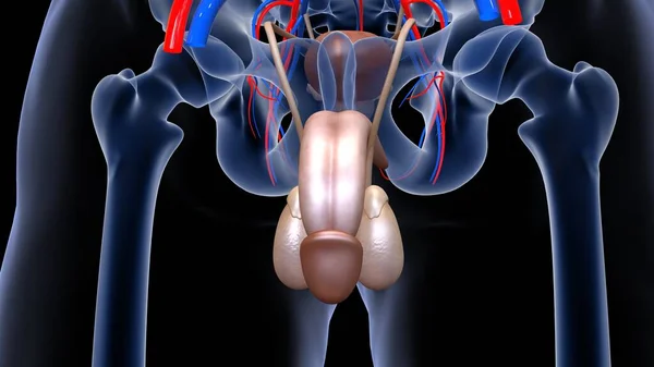 Anatomie Lidského Orgánového Systému Ilustrace — Stock fotografie