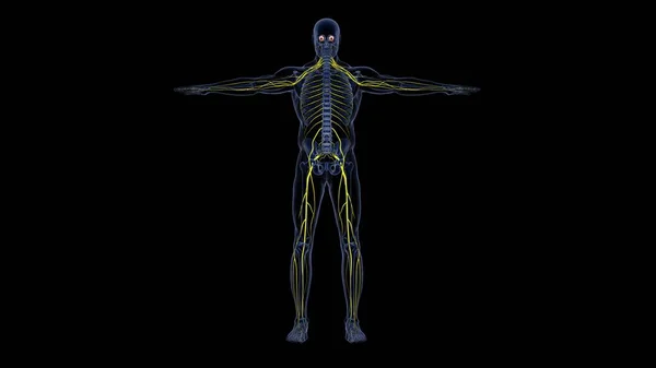 Human Organ System Anatomy Illustration — Stock Photo, Image