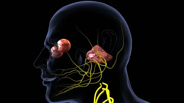 Anatomia Narządów Ludzkich Ilustracja — Zdjęcie stockowe