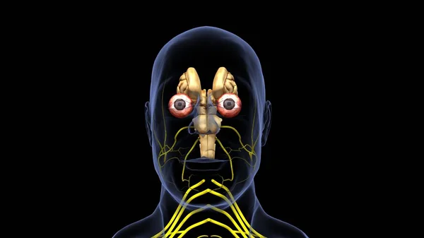 Anatomia Sistema Órgãos Humanos Ilustração — Fotografia de Stock
