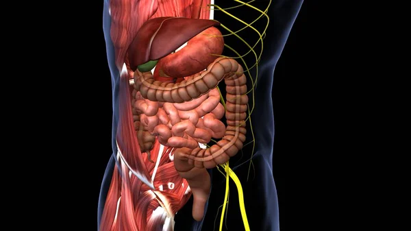 Anatomia Del Sistema Organico Umano Illustrazione — Foto Stock