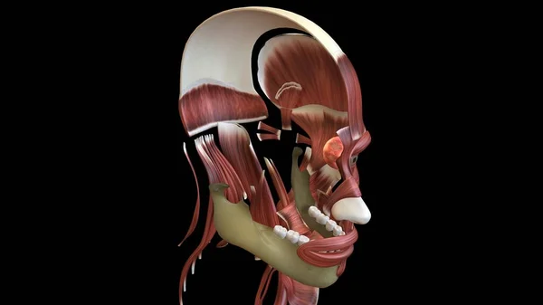 Anatomie Des Menschlichen Organsystems Illustration — Stockfoto
