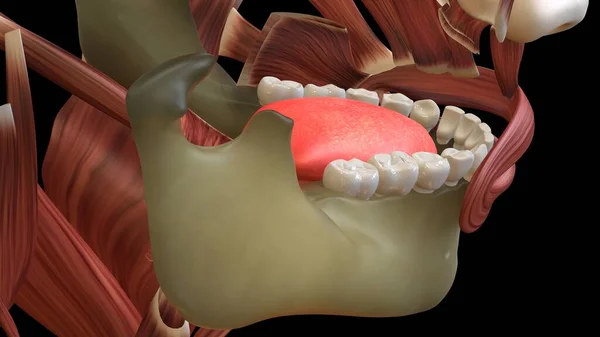 Nsan Organı Anatomisi Illüstrasyon — Stok fotoğraf