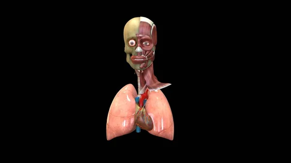 Organsystem Anatomi Illustration — Stockfoto